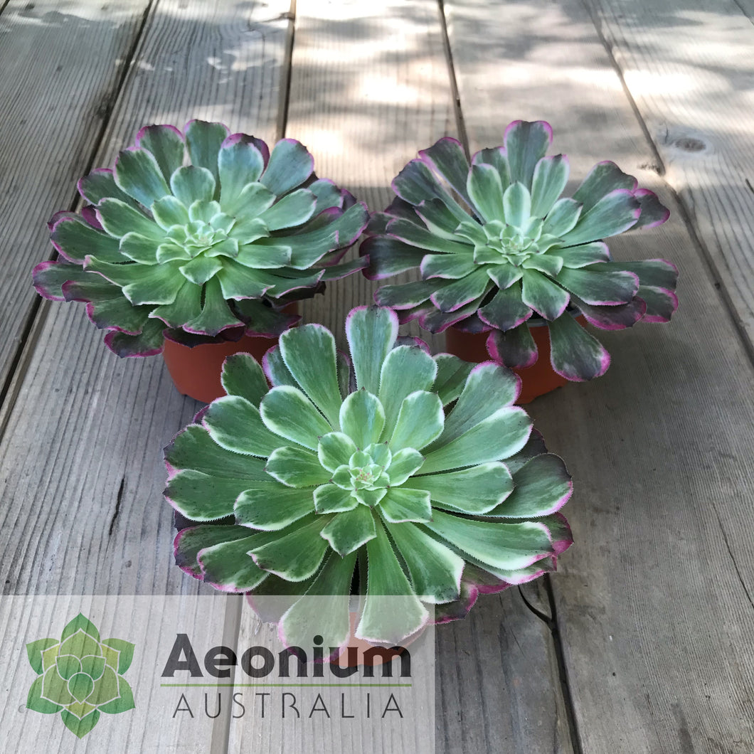 Aeonium 'Ink Painting'