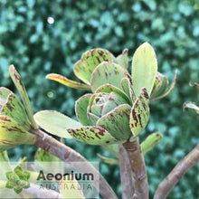 Load image into Gallery viewer, Aeonium x holospathulatum
