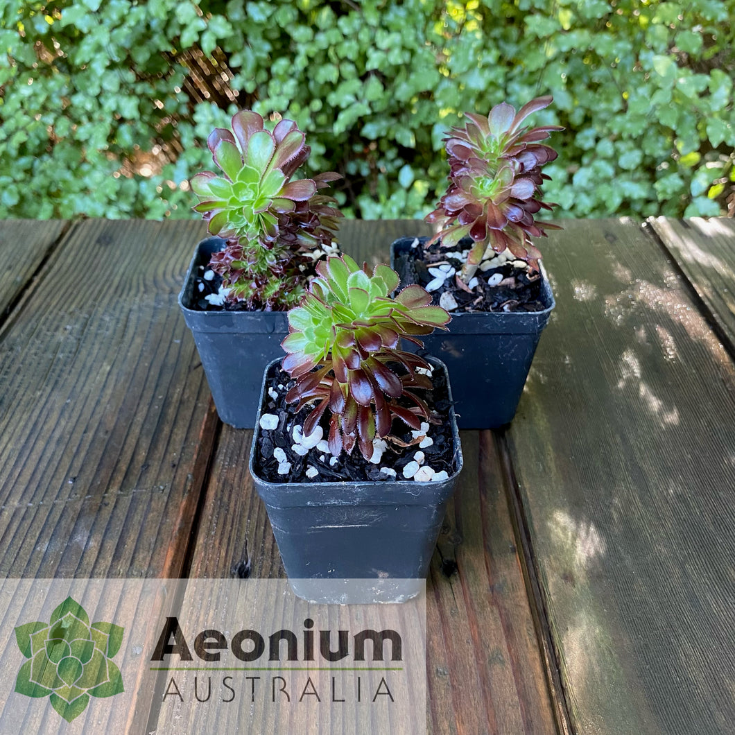 Aeonium 'Atropurpureum' Crest