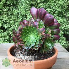 Load image into Gallery viewer, Aeonium &#39;Fiesta&#39;
