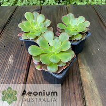 Load image into Gallery viewer, Aeonium &#39;Athena&#39;
