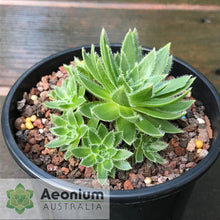 Load image into Gallery viewer, Aeonium simsii
