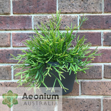Load image into Gallery viewer, Rhipsalis sulcata
