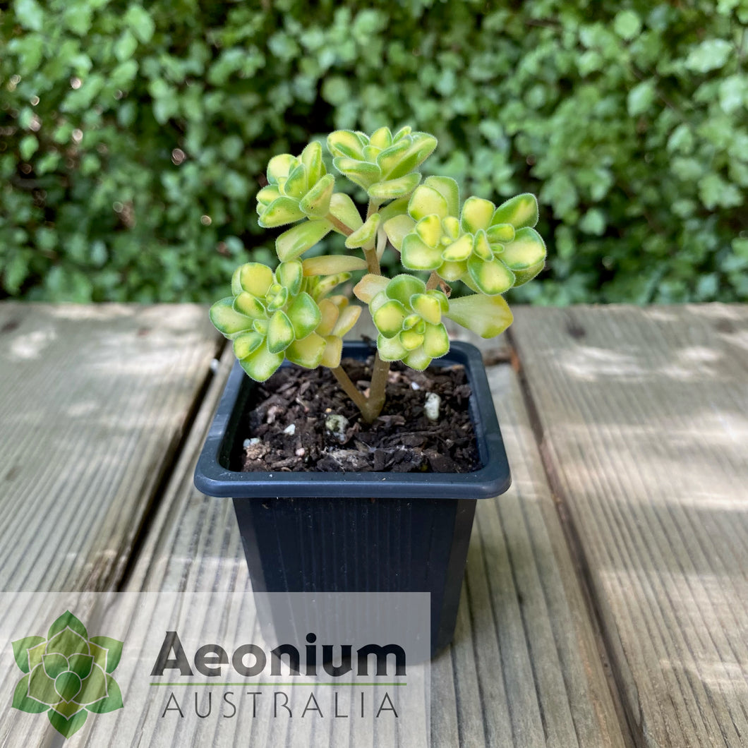 Aichryson bethencourtianum Variegated