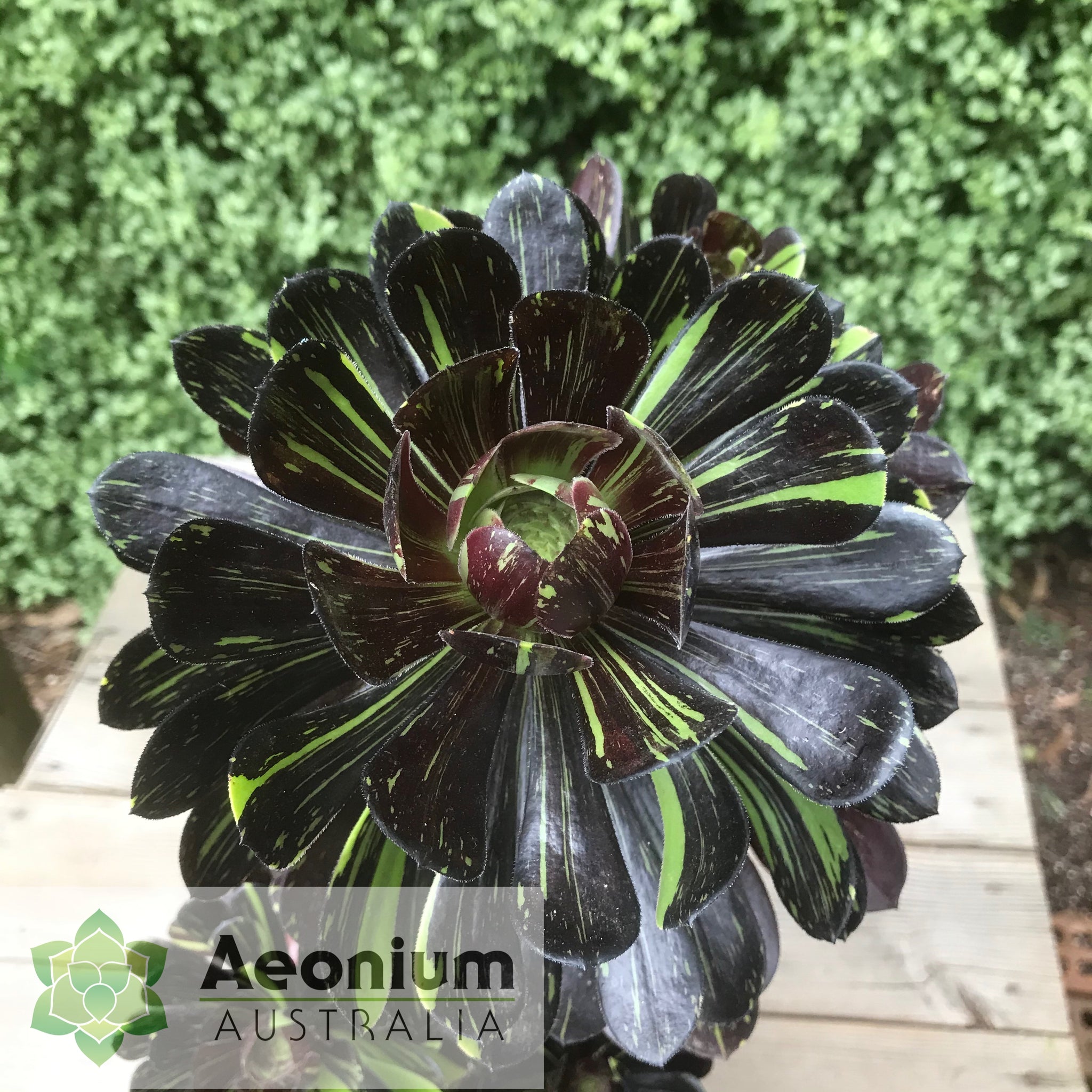 big bang succulent Aeonium 'Big Bang'