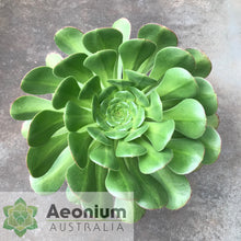 Load image into Gallery viewer, Aeonium urbicum var. meridionale
