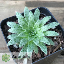 Load image into Gallery viewer, Aeonium simsii
