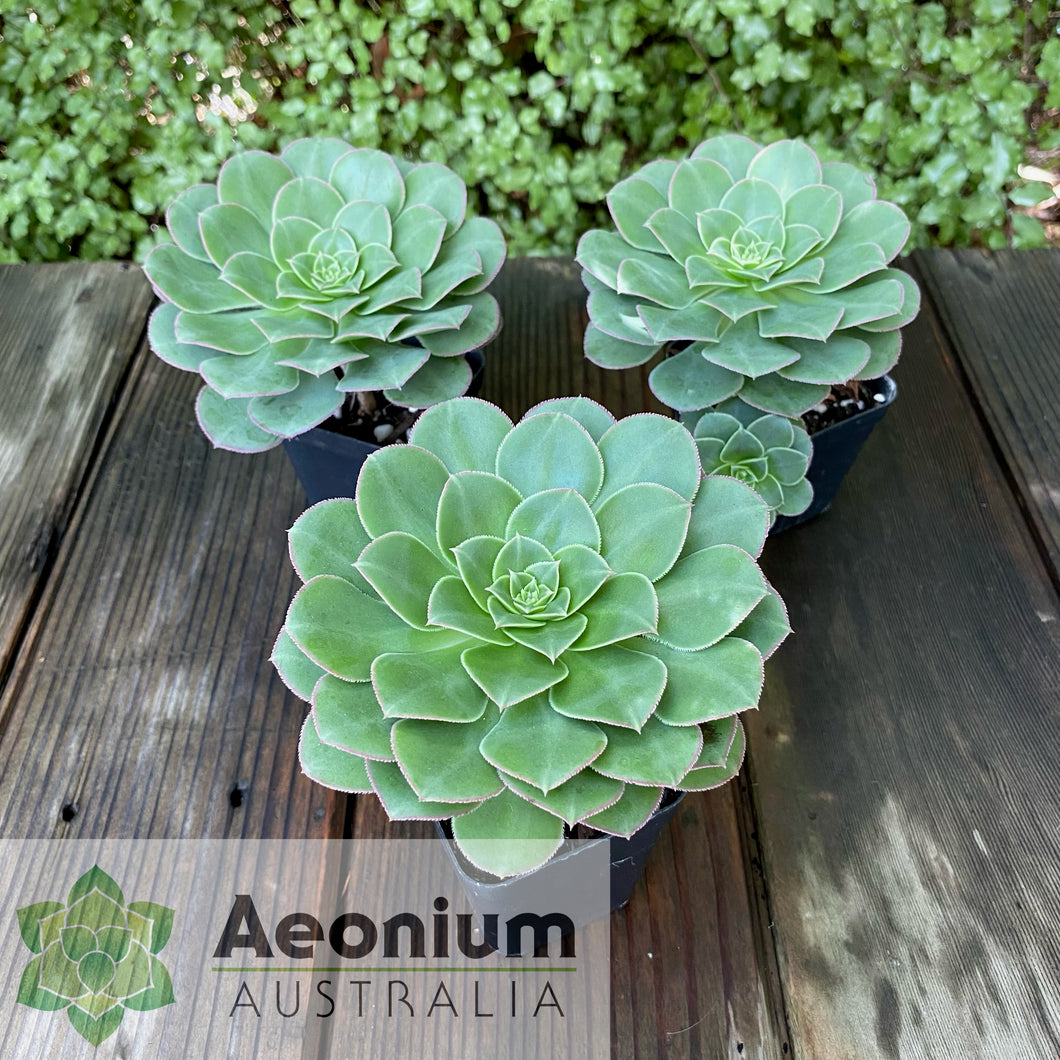 Aeonium hybrid