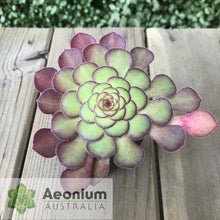 Load image into Gallery viewer, Aeonium glandulosum

