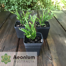 Load image into Gallery viewer, Rhipsalis sulcata
