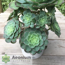 Load image into Gallery viewer, Aeonium hybrid
