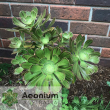 Load image into Gallery viewer, Aeonium arboreum var. holochrysum
