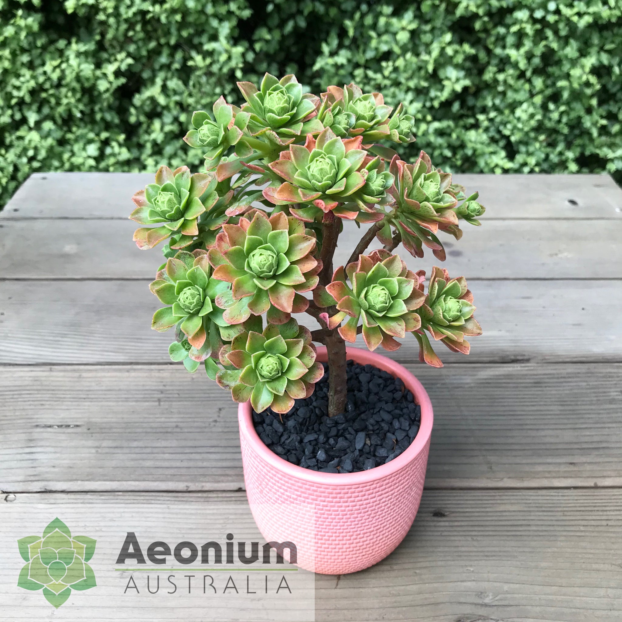 File:Aeonium spathulatum o Pastel de risco.jpg - Wikimedia File:Aeonium spathulatum o Pastel de risco.jpg - Wikimedia