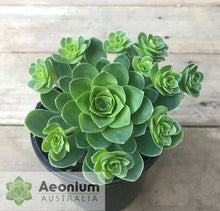 Load image into Gallery viewer, Aeonium dodrantale
