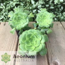 Load image into Gallery viewer, Aeonium canariense var. subplanum
