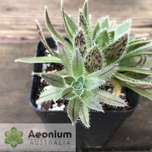 Load image into Gallery viewer, Aeonium simsii
