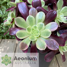 Load image into Gallery viewer, Aeonium &#39;Eden&#39;
