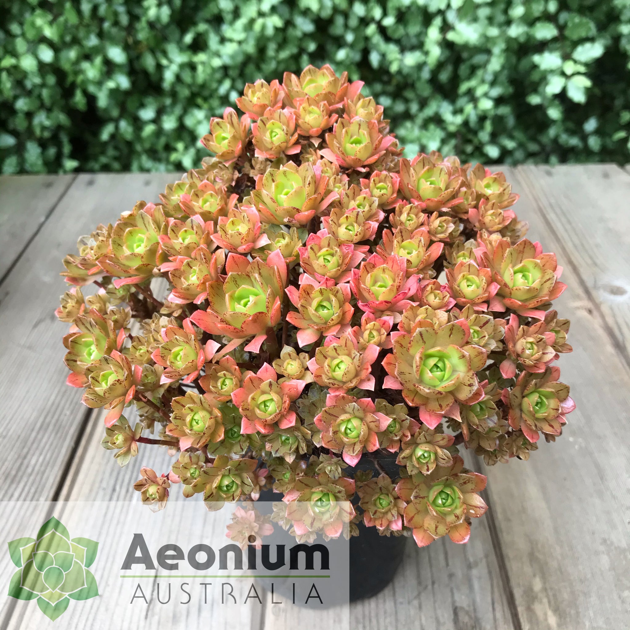 infinite succulent Aeonium 'Infinity' / Succulents – Aeonium Australia