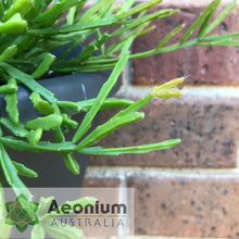 Load image into Gallery viewer, Rhipsalis sulcata
