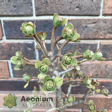 Load image into Gallery viewer, Aeonium x holospathulatum
