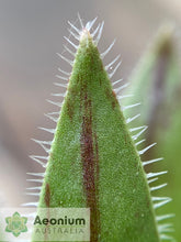 Load image into Gallery viewer, Aeonium simsii
