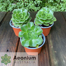 Load image into Gallery viewer, Aeonium undulatum
