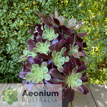 Load image into Gallery viewer, Aeonium &#39;Eden&#39;
