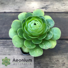 Load image into Gallery viewer, Aeonium diplocyclum (ex. Alojera, La Gomera)
