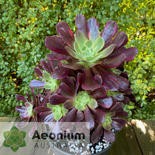 Load image into Gallery viewer, Aeonium &#39;Eden&#39;
