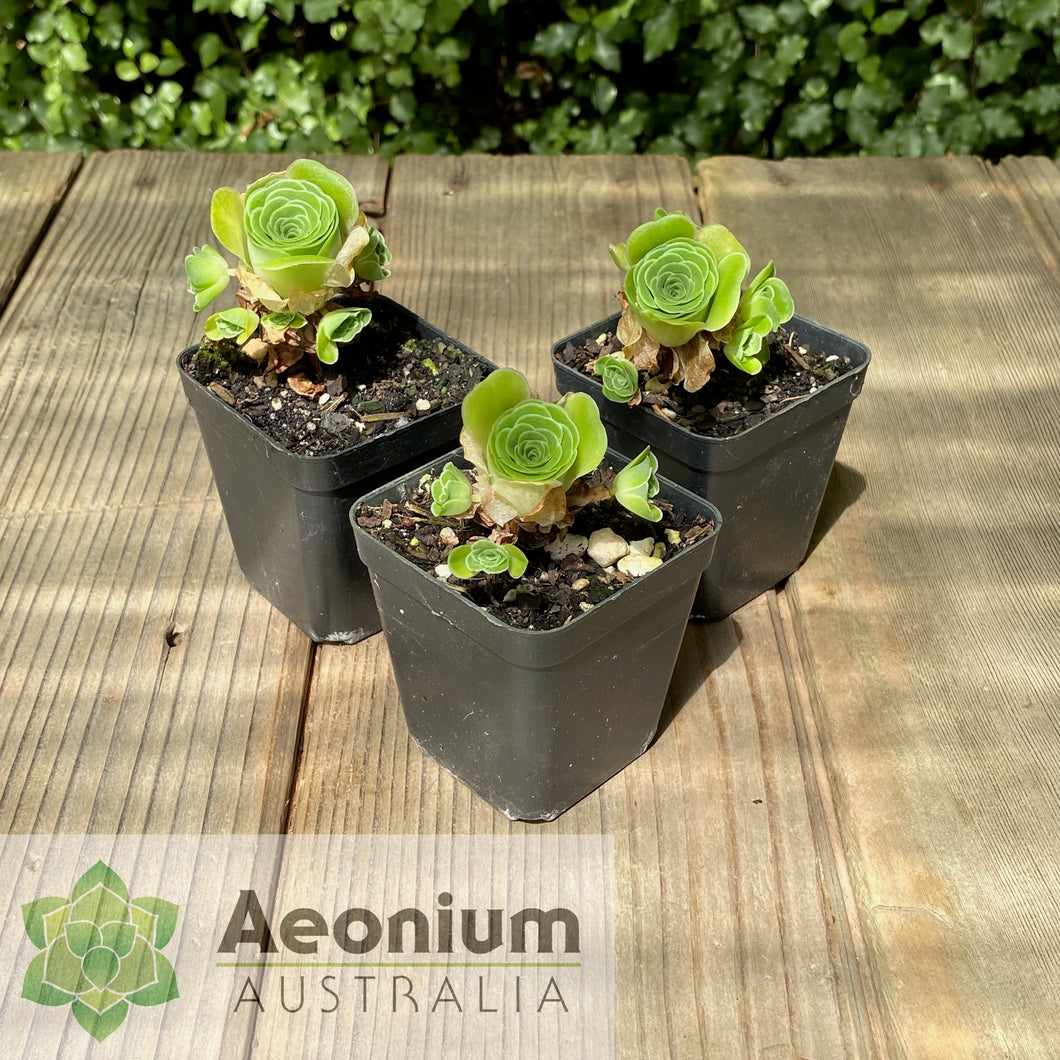 Aeonium dodrantale