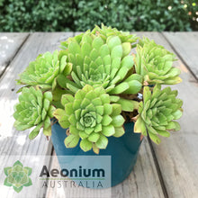 Load image into Gallery viewer, Aeonium &#39;Cupcake&#39;

