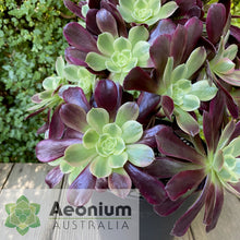 Load image into Gallery viewer, Aeonium &#39;Eden&#39;
