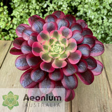 Load image into Gallery viewer, Aeonium &#39;Medusa&#39;
