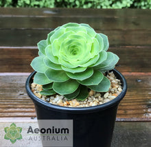 Load image into Gallery viewer, Aeonium aureum
