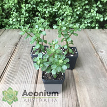 Load image into Gallery viewer, Aeonium spathulatum
