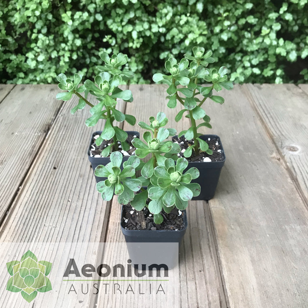 Aeonium spathulatum