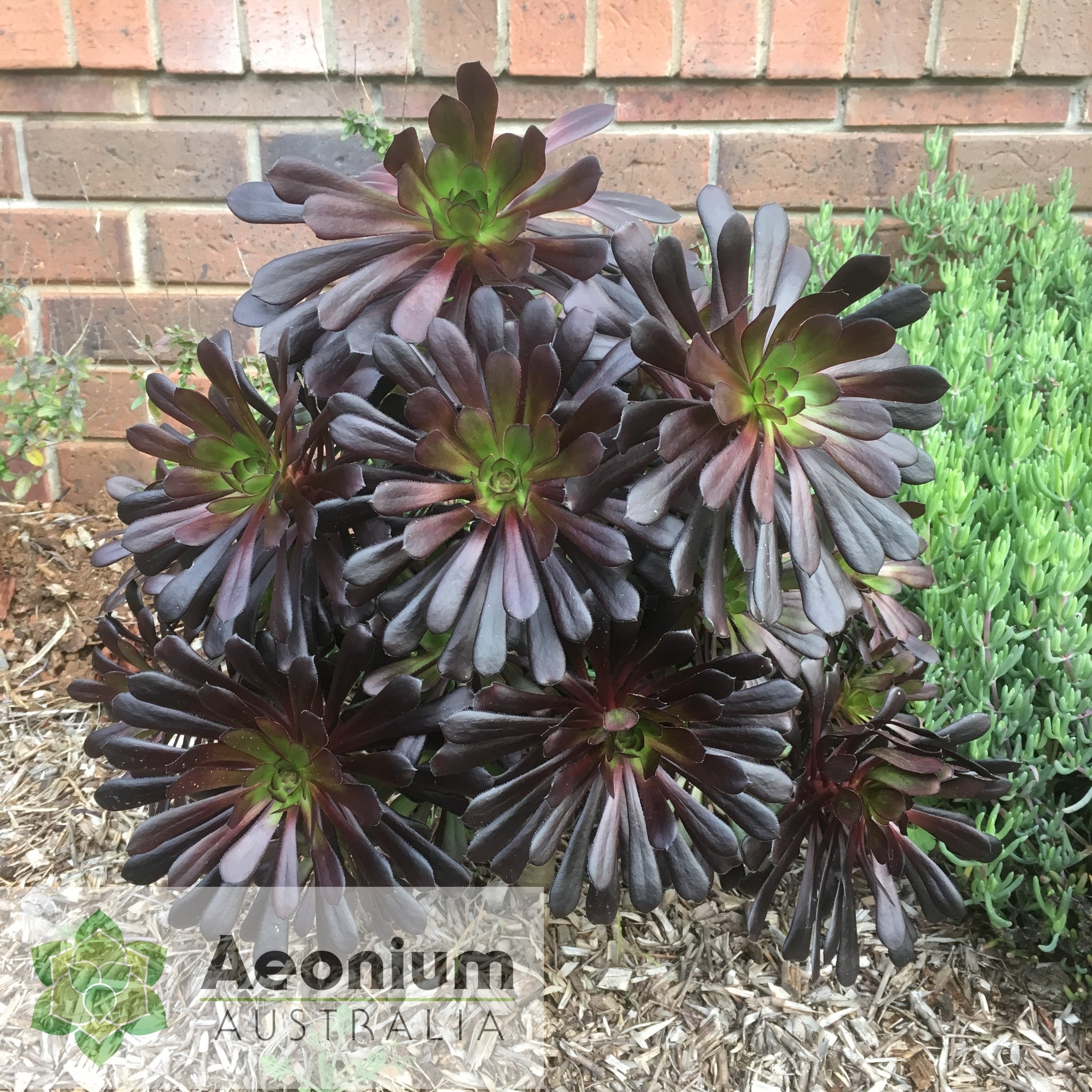 black succulent plant nz Aeonium 'Zwartkop' / Succulents – Aeonium Australia