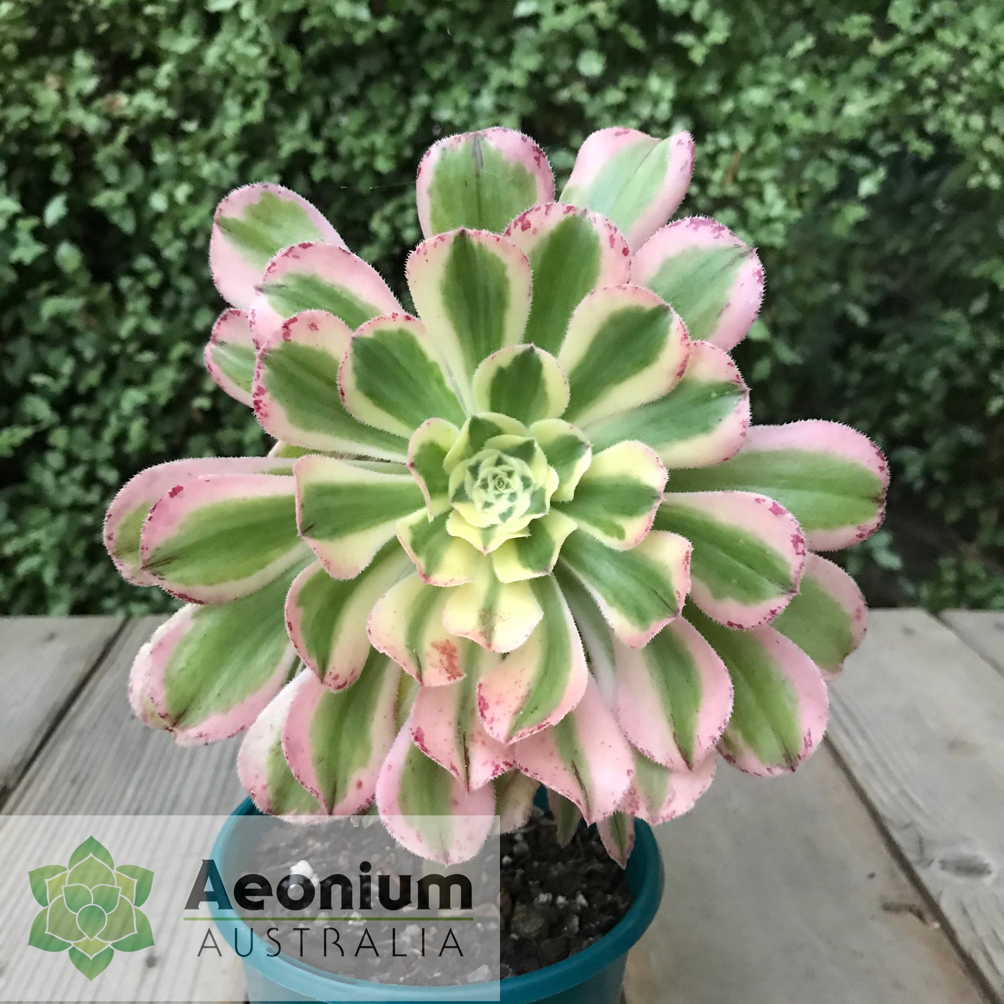 Aeonium 'Albovariegatum'