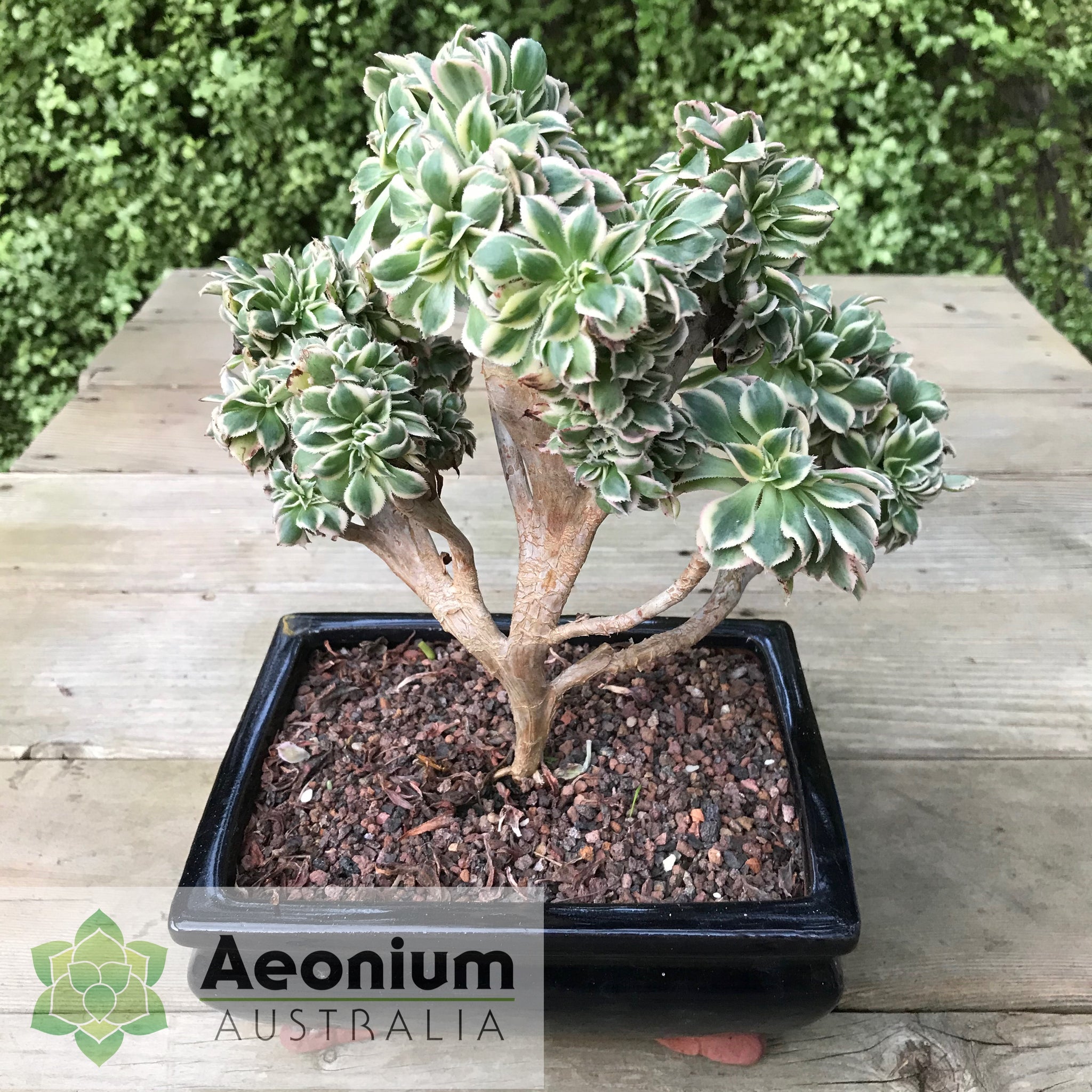 crested sunburst succulent Aeonium 'Sunburst' Crest