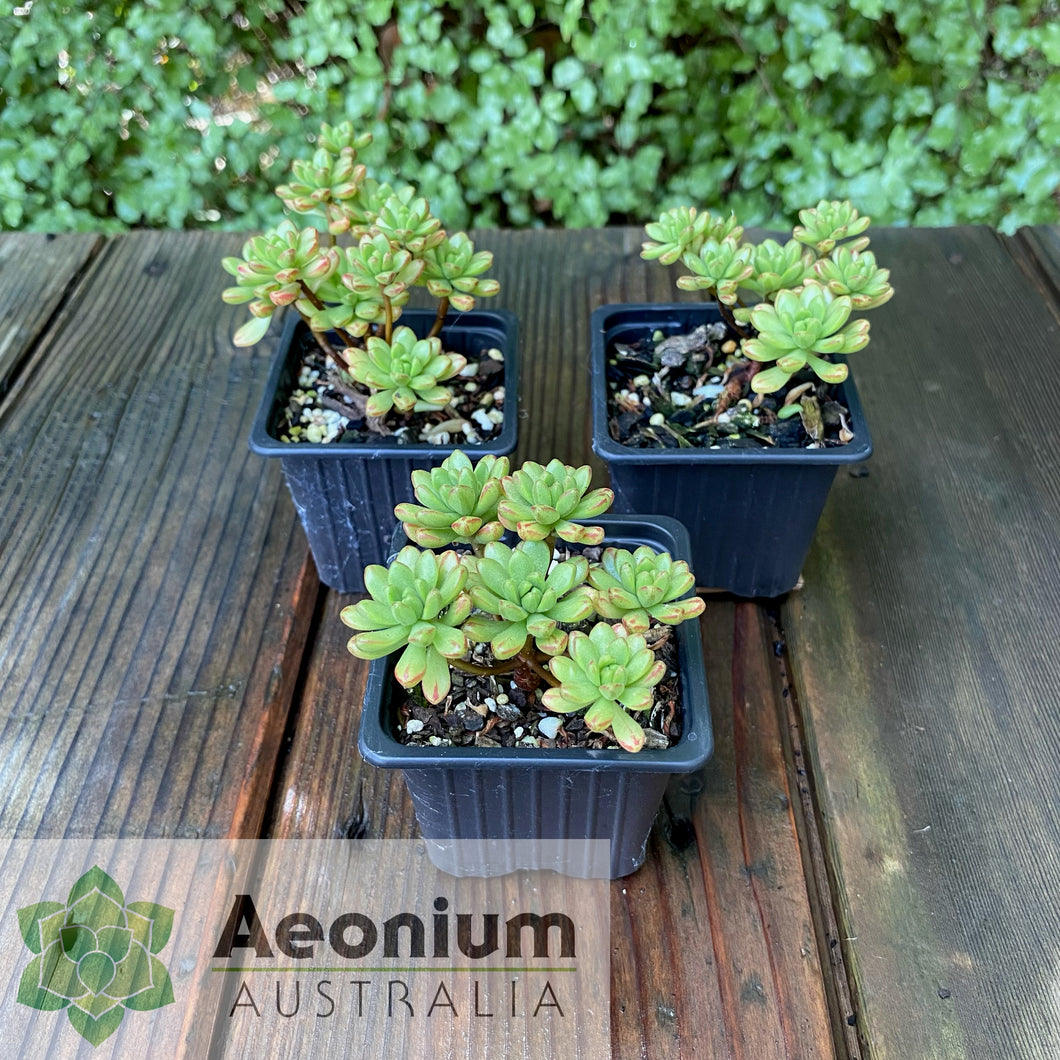 Aeonium sedifolium