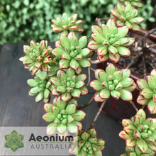 Load image into Gallery viewer, Aeonium sedifolium
