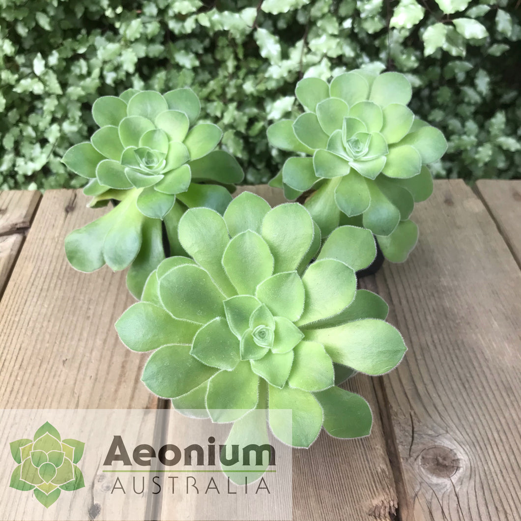 Aeonium canariense var. canariense