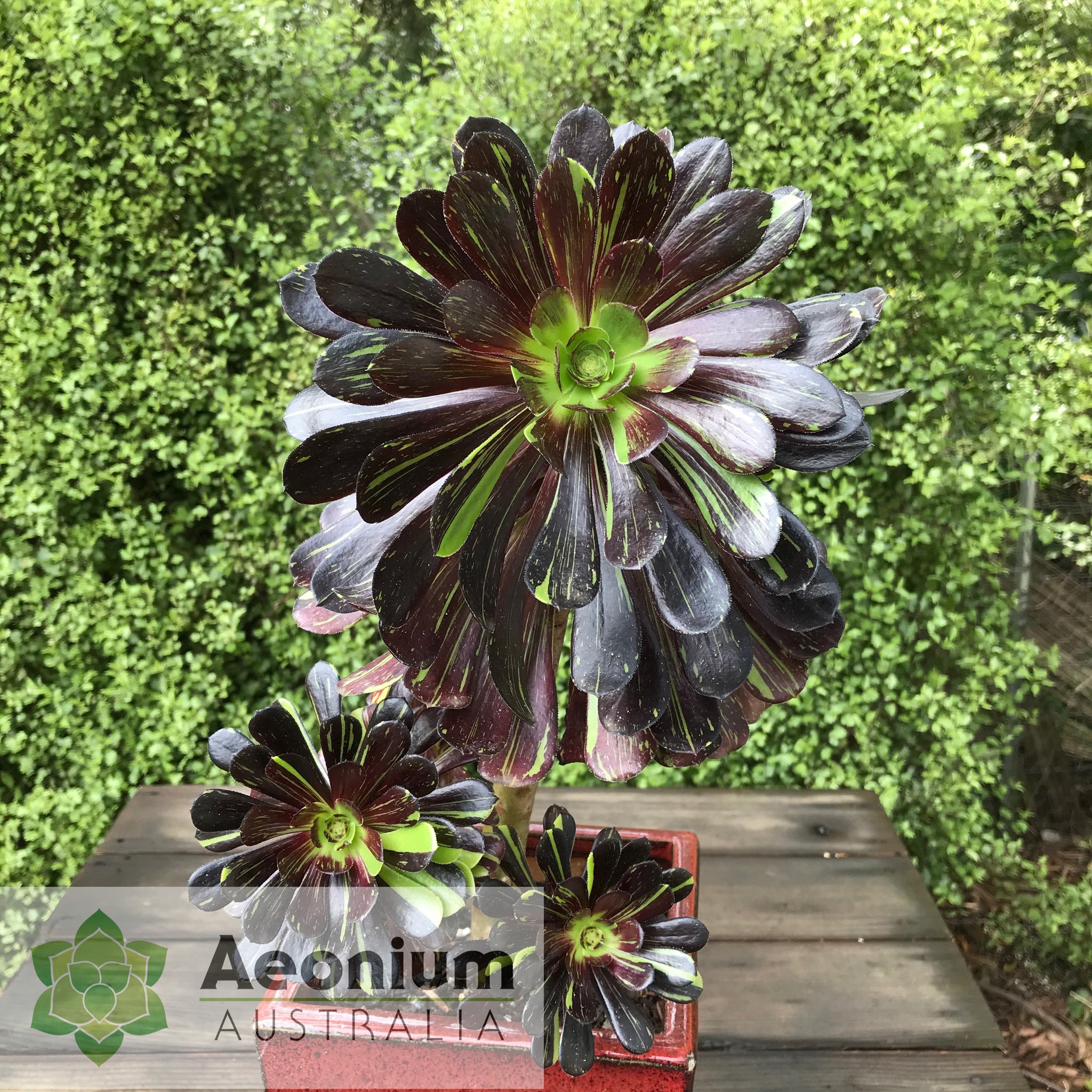 big bang succulent Aeonium 'Big Bang'