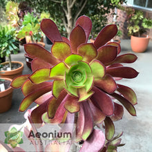 Load image into Gallery viewer, Aeonium &#39;Chocolate Rose&#39;
