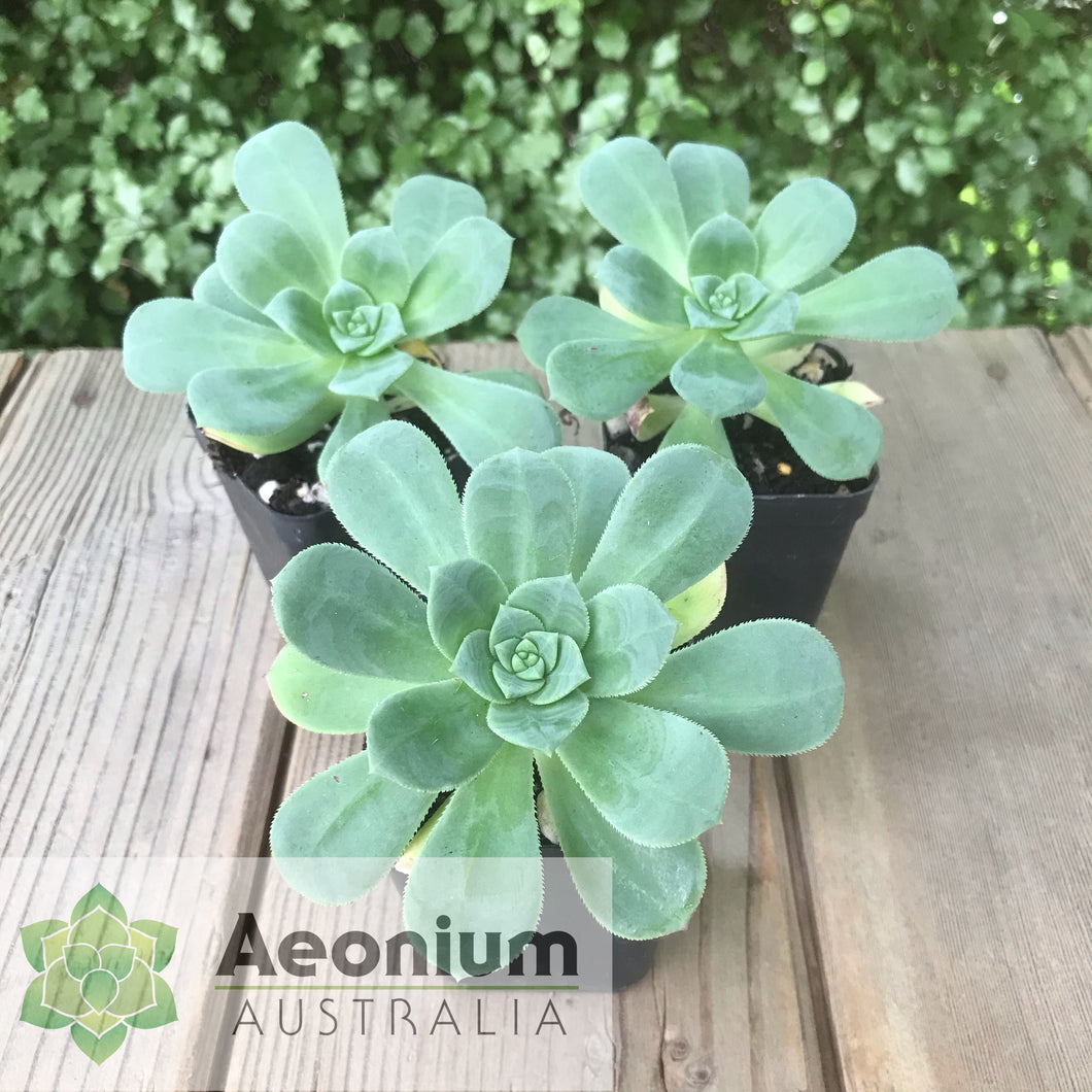 Aeonium haworthii