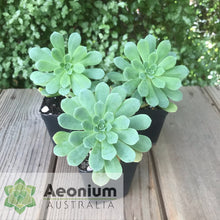 Load image into Gallery viewer, Aeonium castello-paivae
