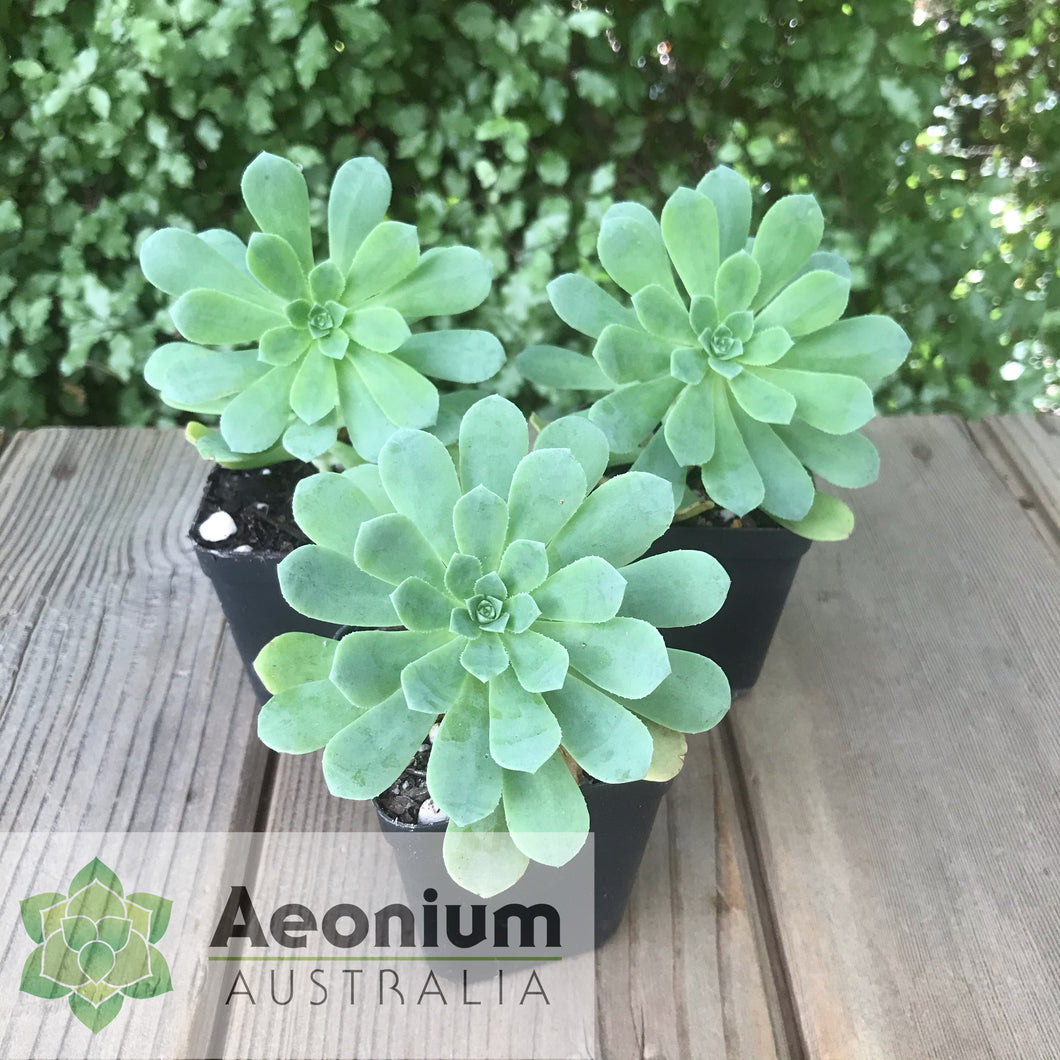 Aeonium castello-paivae